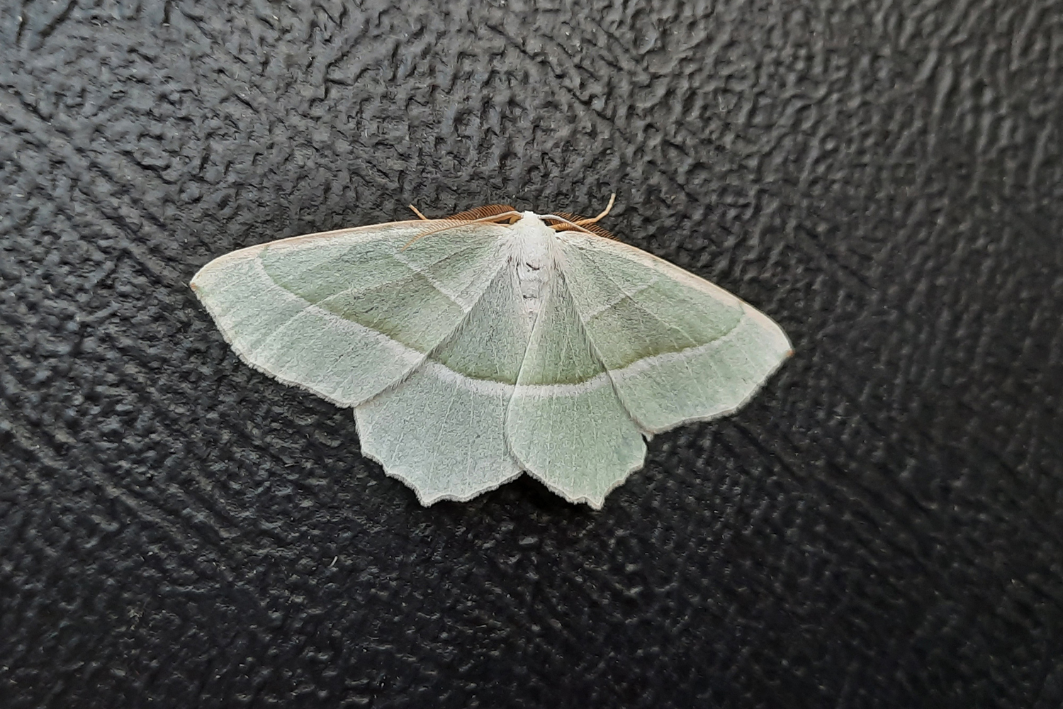 Moth survey on Matson Ground