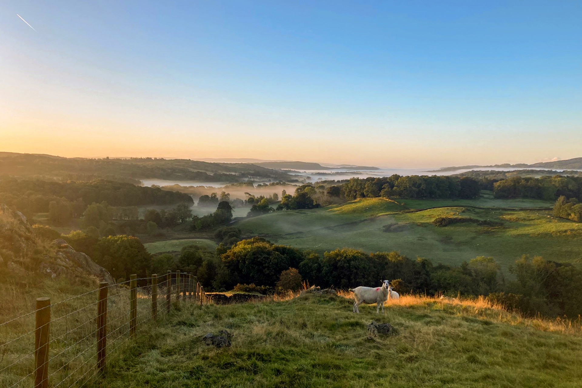 <p>The transition with changing cattle breeds on the farm is almost complete.