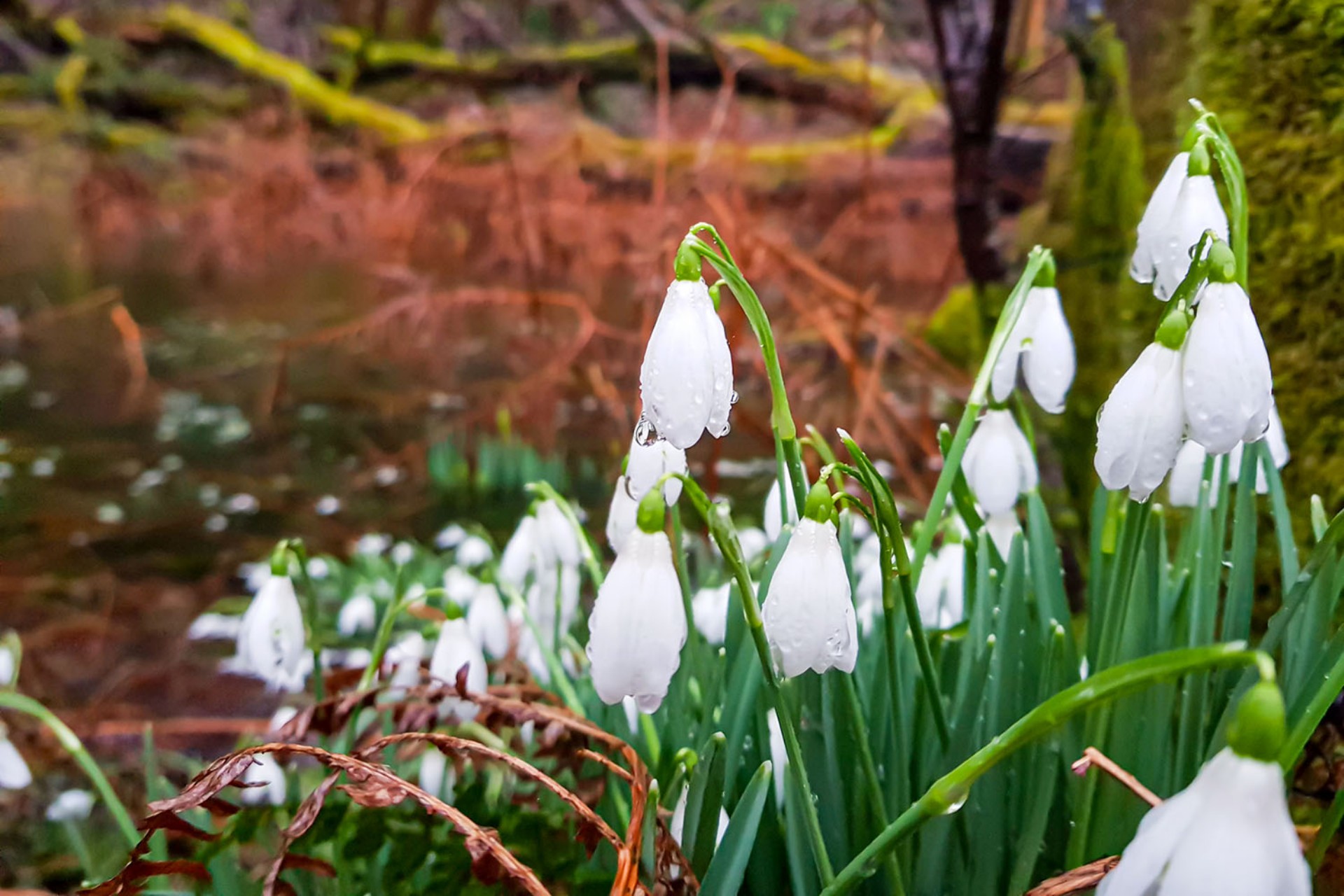 <p>The days may be short and there's certainly a chill in the air, but take a closer look at the ground beneath your feet and you'll begin to see signs that Spring is on its way.