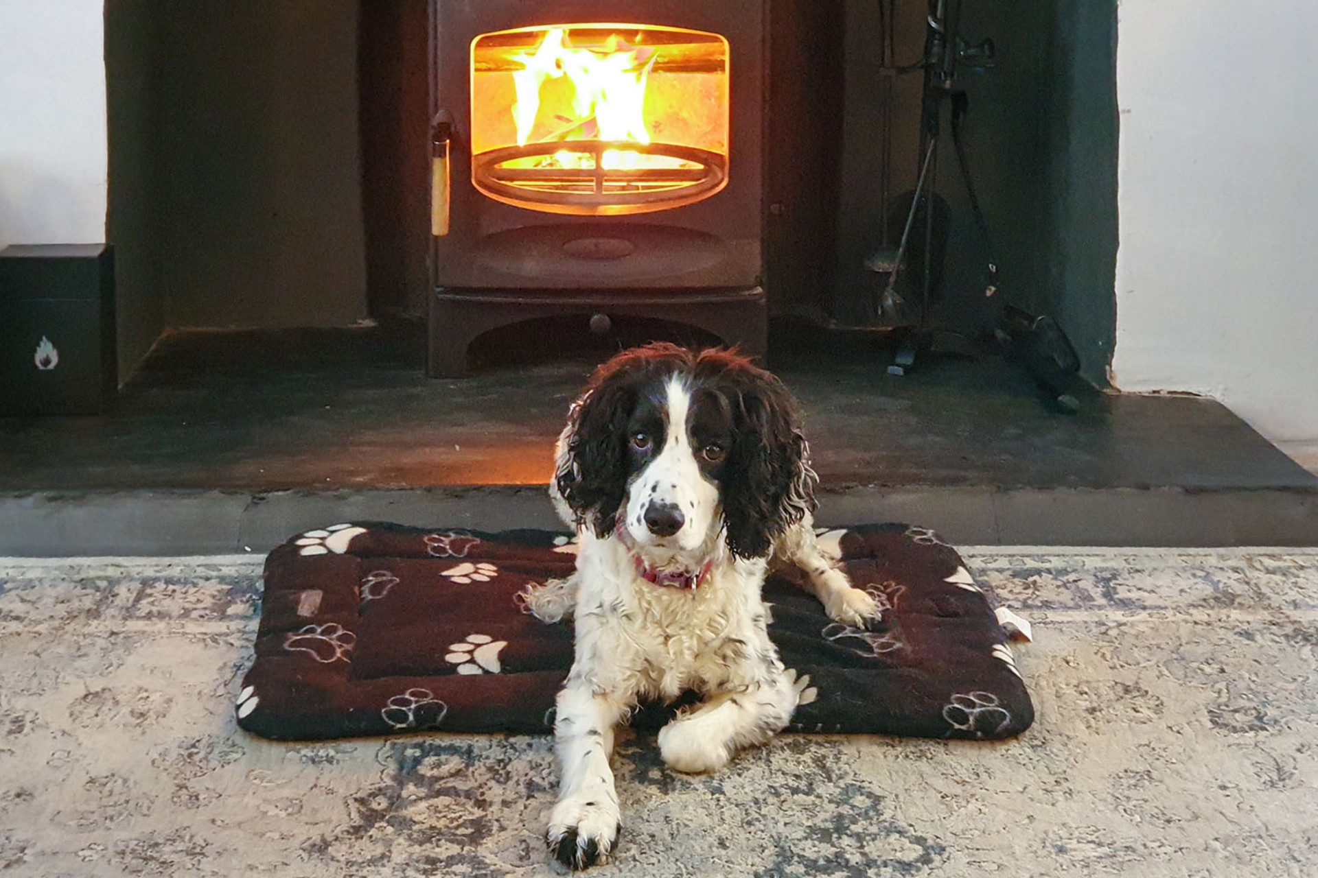 <p>If you're looking for dog-friendly accommodation in the Lake District, then we have some exciting news.