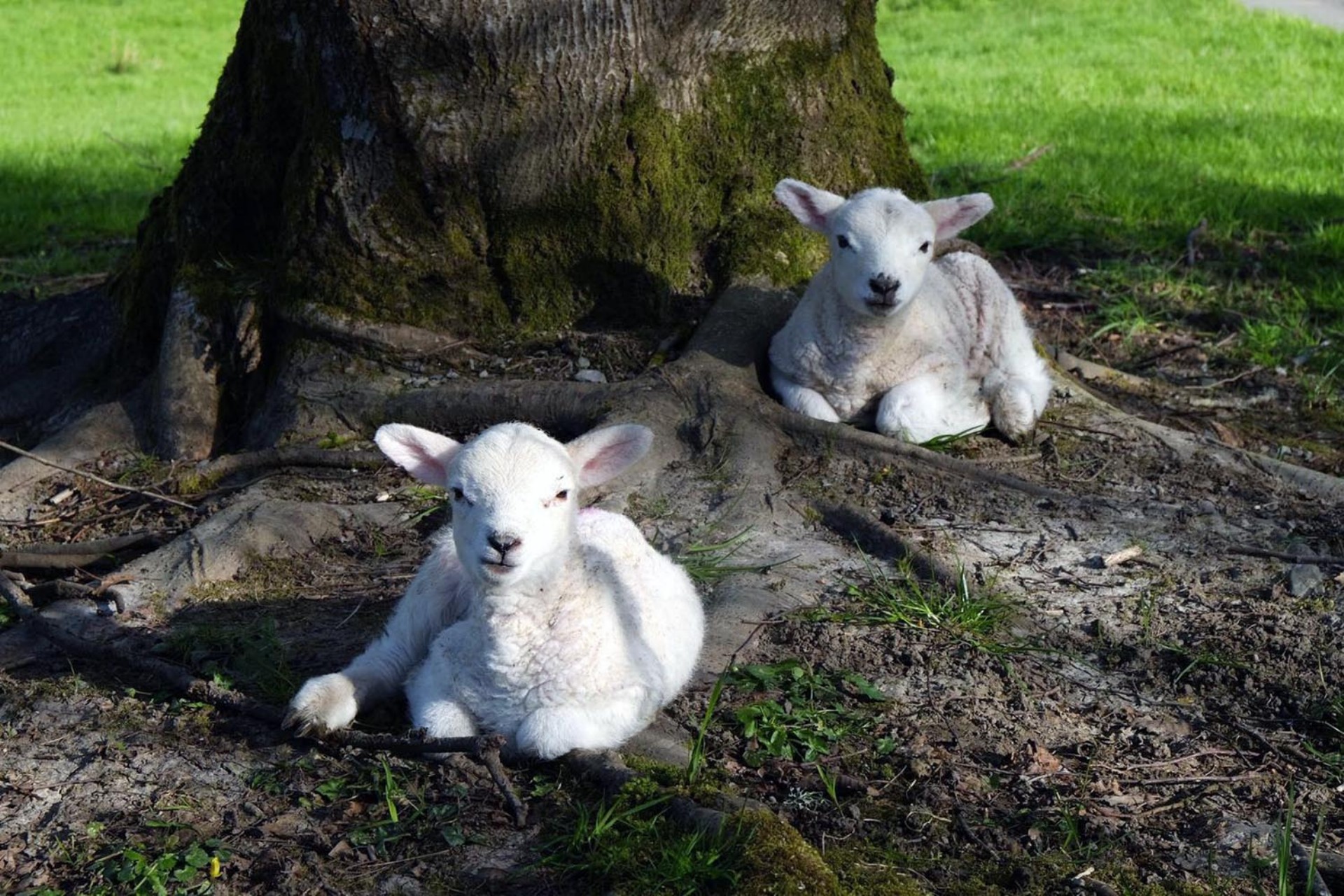 <p>Spring marks the start of the farm's busiest seasons.