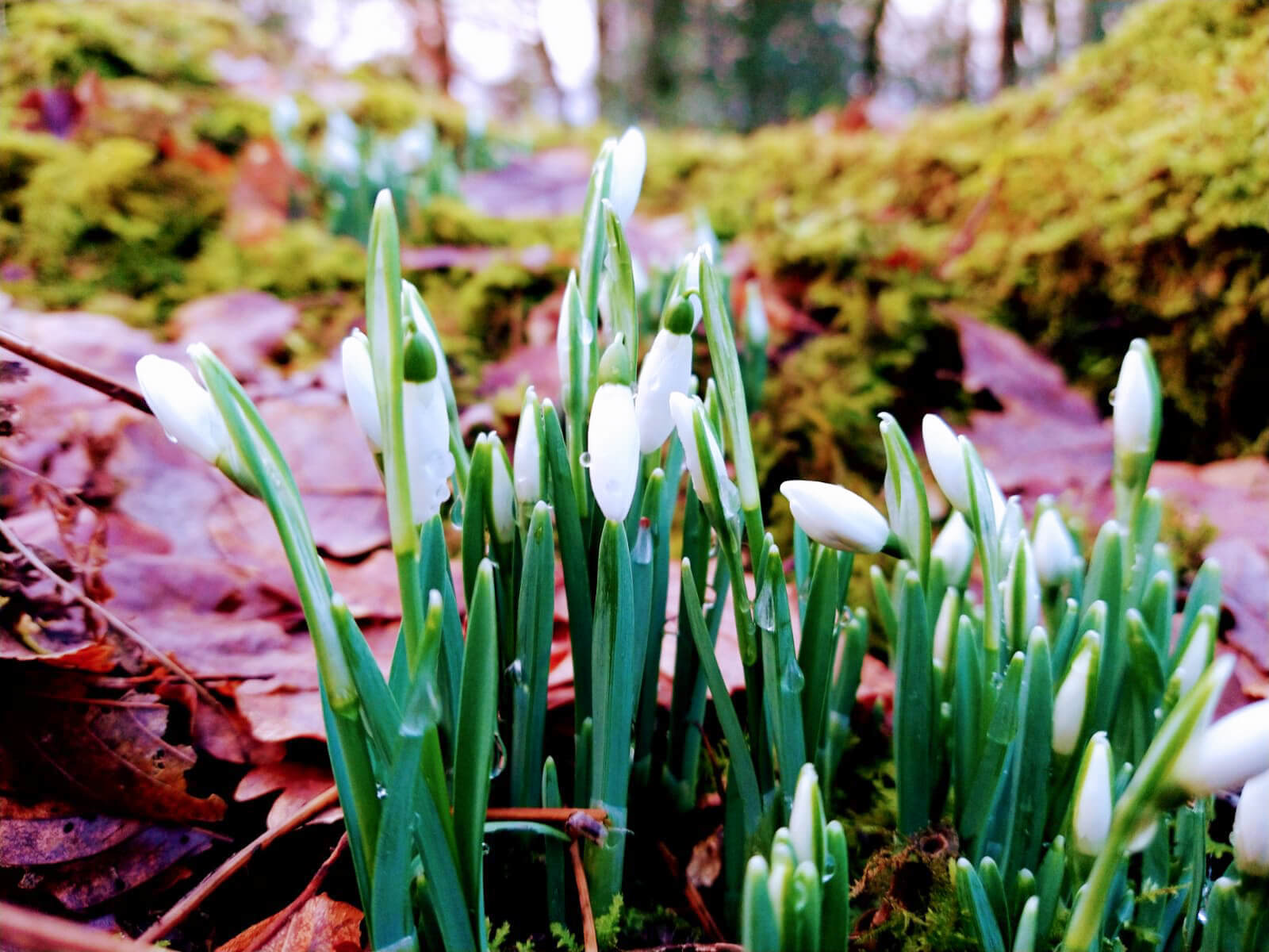 Every year, as the cold, dark days of Winter begin to take their toll, we are buoyed by the arrival of snowdrops on the Matson Ground Estate.