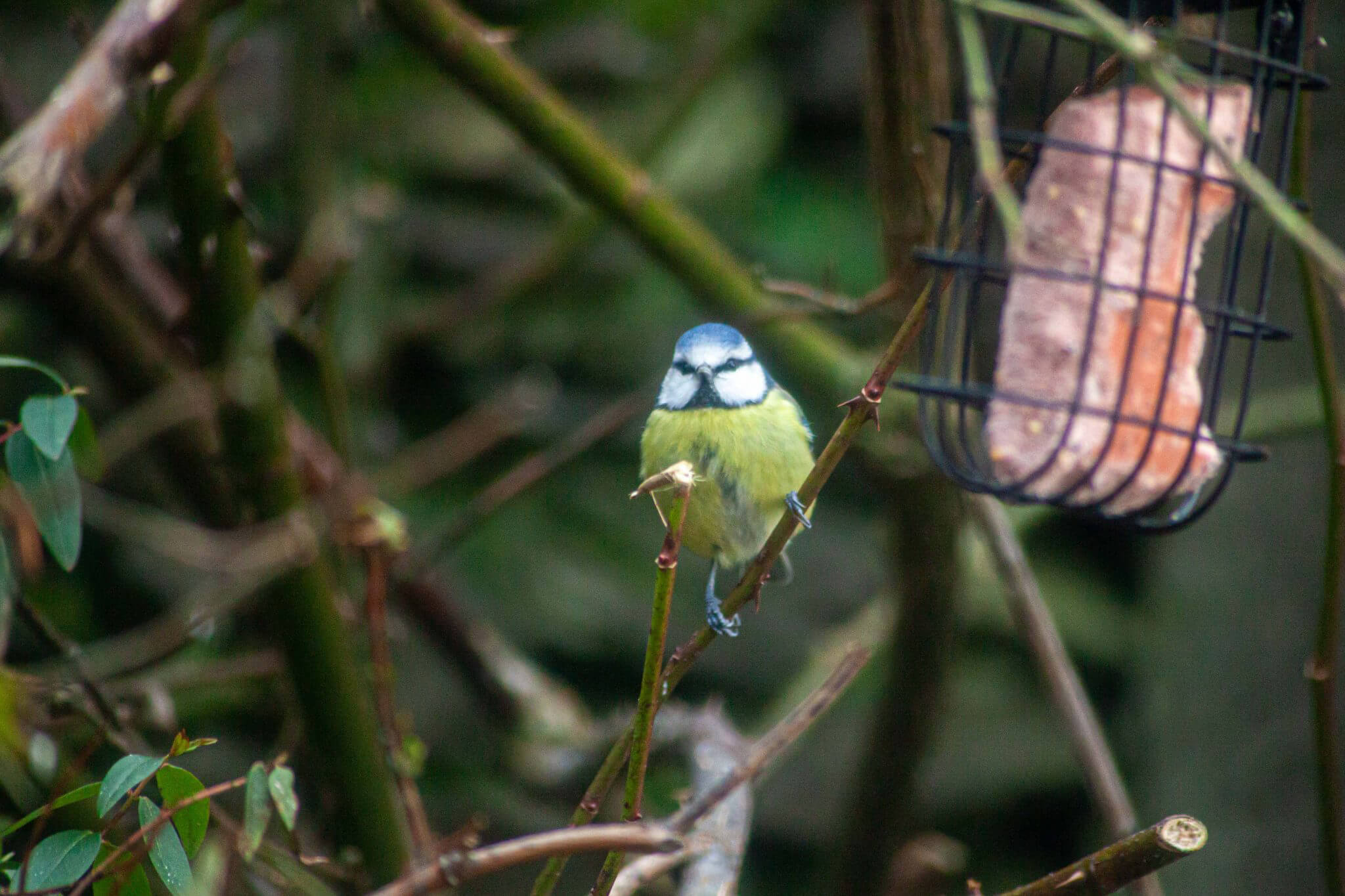 This weekend marked the RSPB's 42nd Big Garden Birdwatch, the perfect excuse to get out the binoculars and go birdwatching in the Lake District.