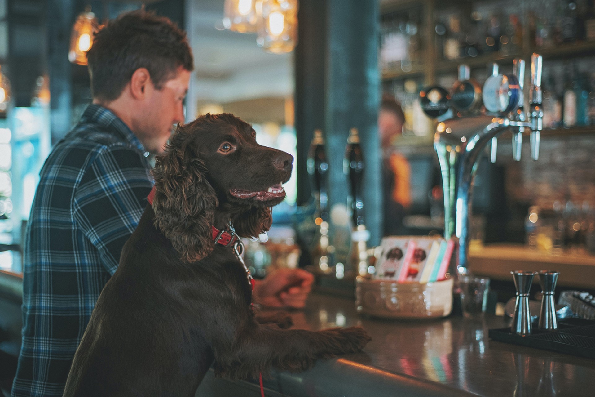 <p>For those of you with dogs, the Lake District has long been a favourite destination.