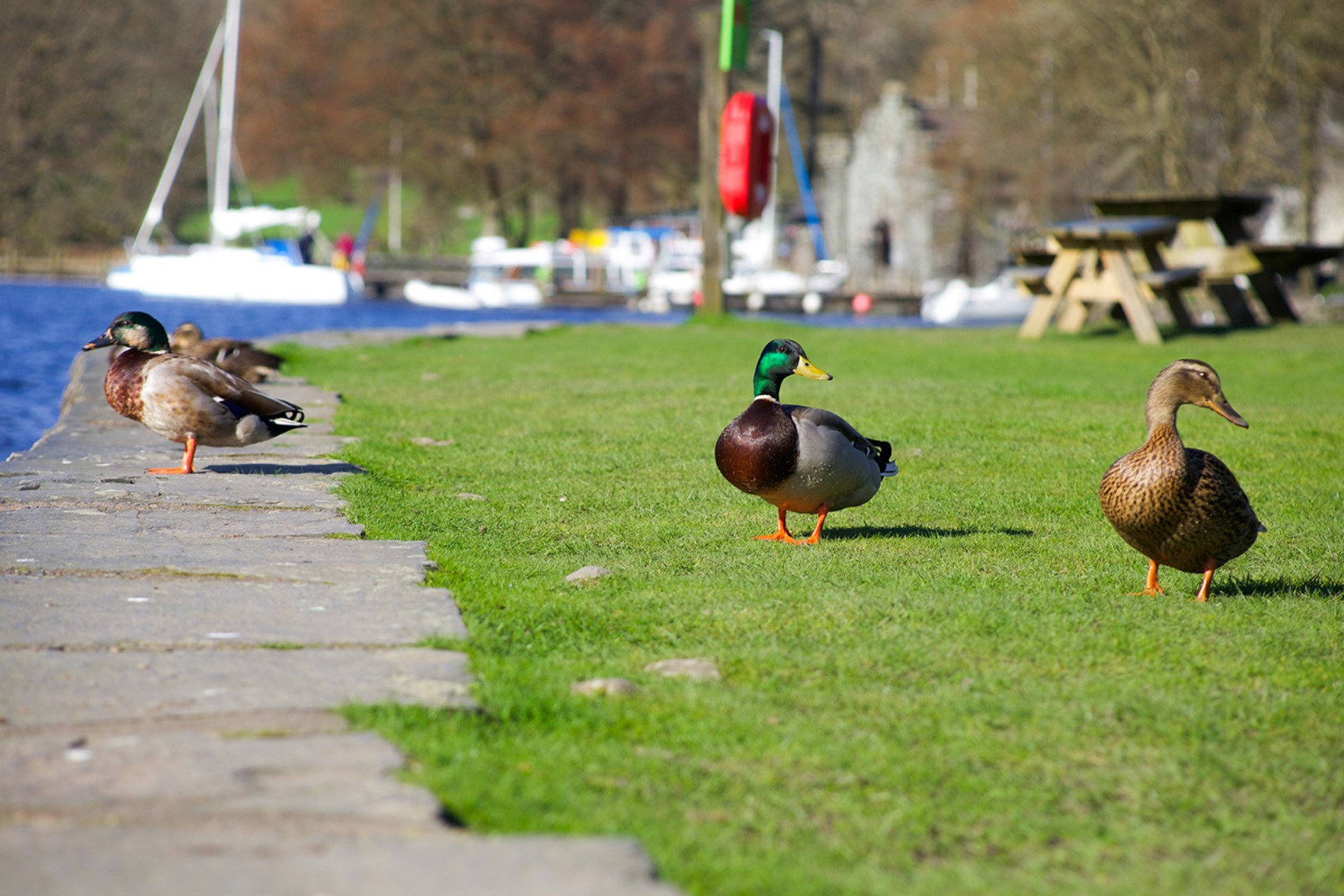<p>With National Picnic Week running from 14 - 23 June, there's no better time to pack up some delicious local treats and head out for an alfresco feast in the stunning Lake District countryside.