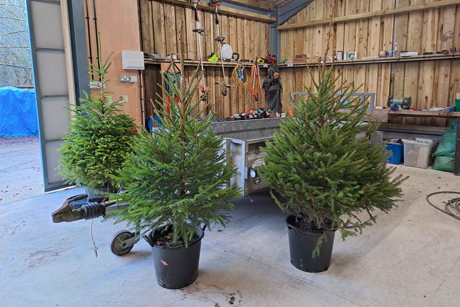 <p>With Christmas almost upon us, it's time to start decorating our cottages, and that includes sourcing the Christmas trees for some of the properties.