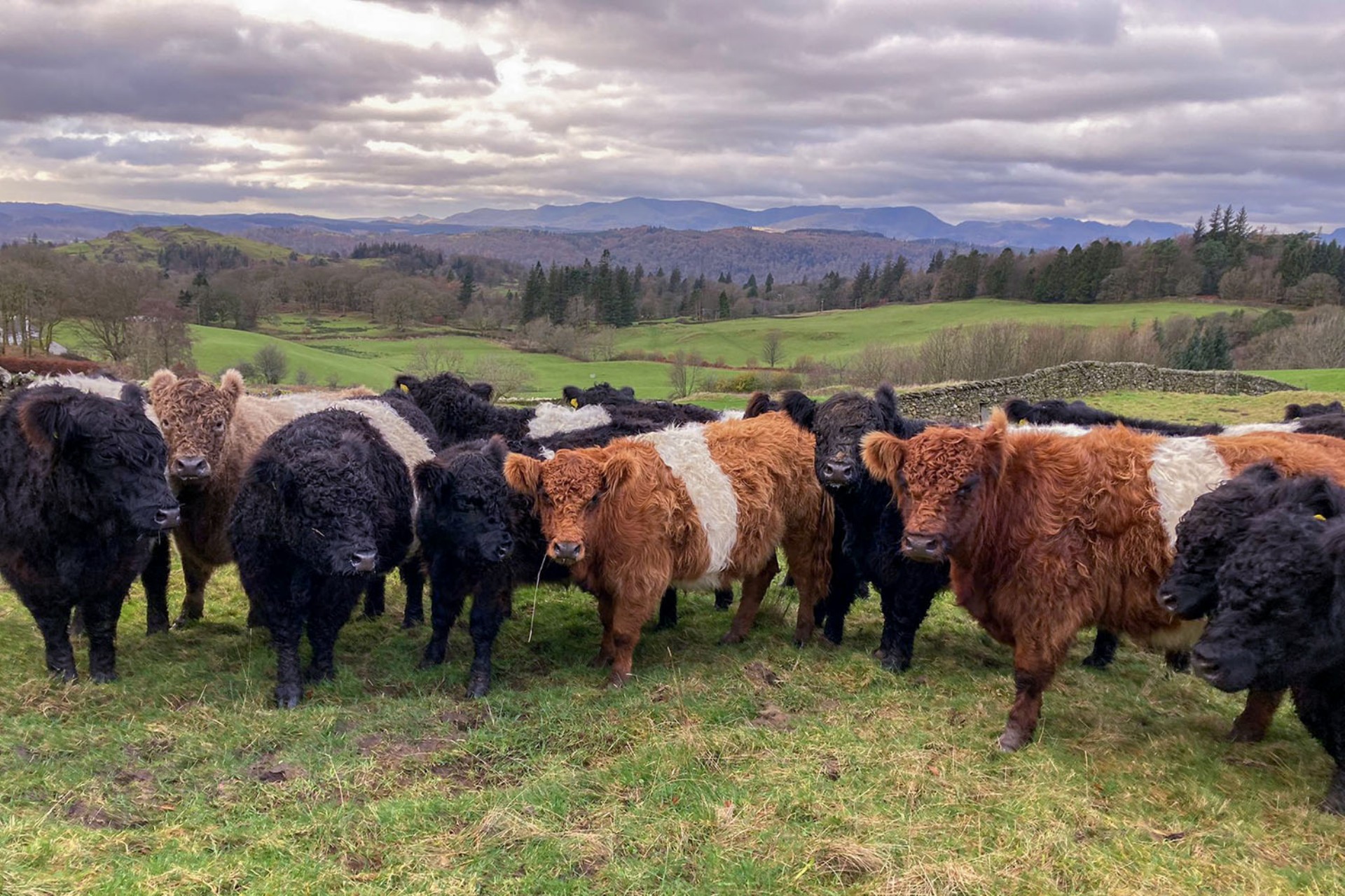 <p>The calves have been weaned (separated from the mothers after nine months together) and sold.