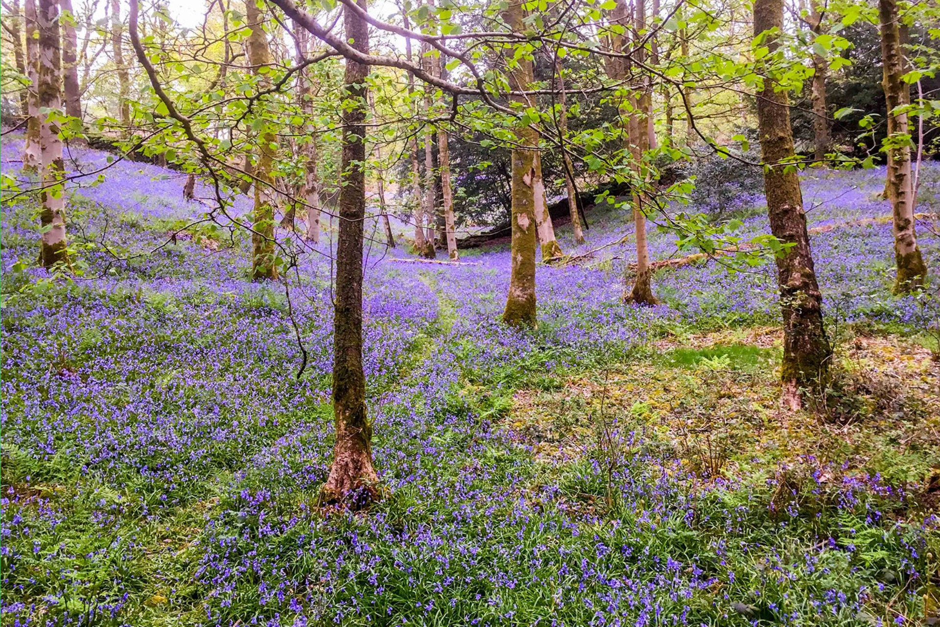 <p>If you're visiting the Lake District in May, one of the most enchanting sights is the appearance of clouds of bluebells carpeting the woodlands.