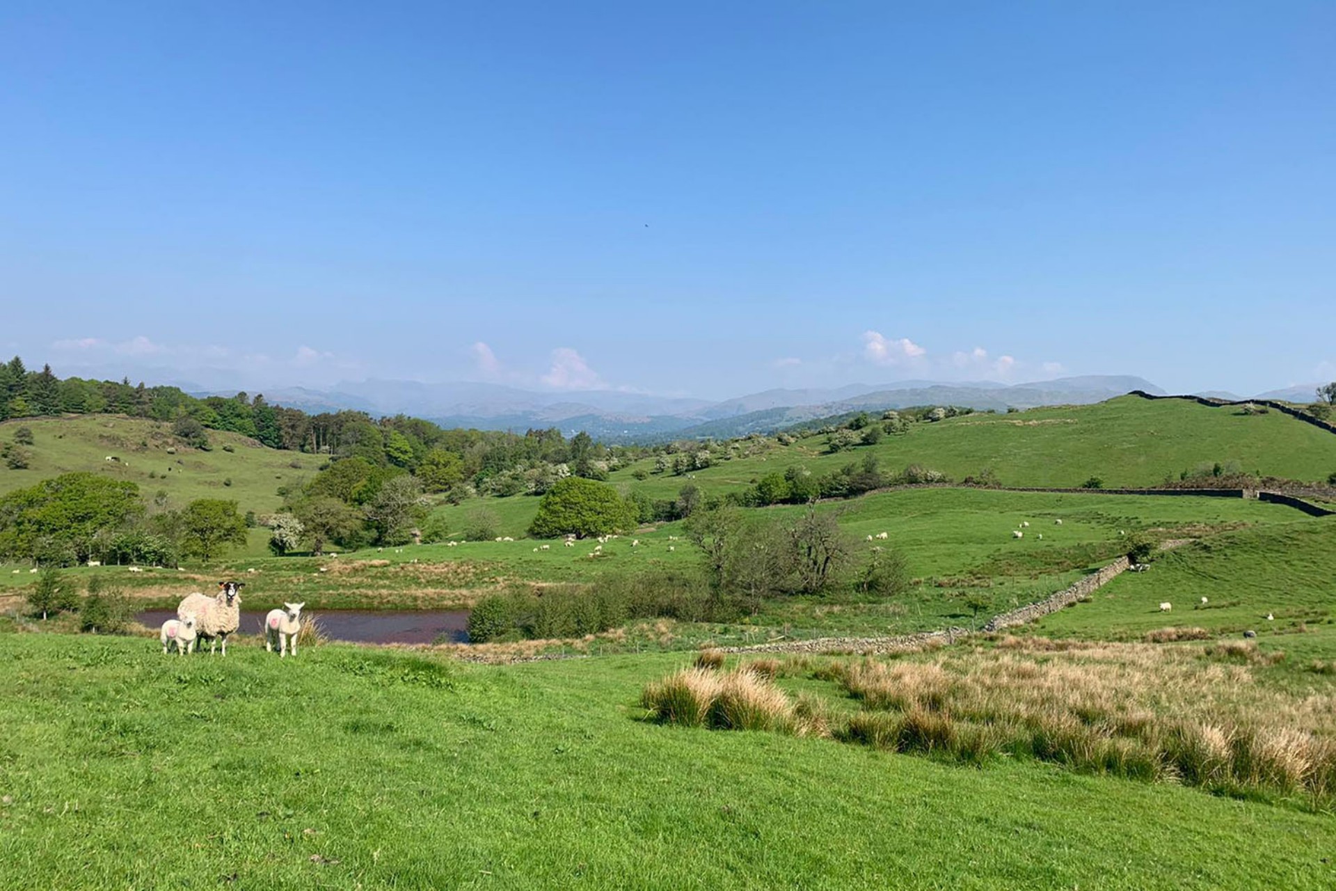 <p>As the days grow longer, the Lake District landscape undergoes a stunning transformation.