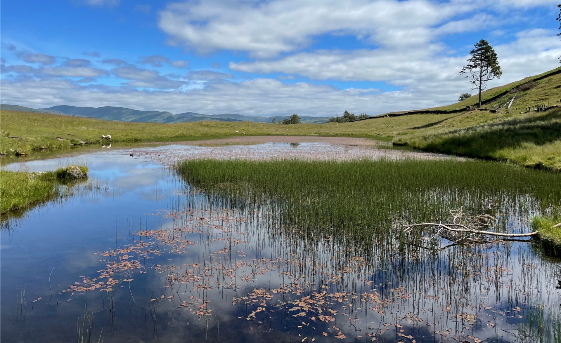<p>Under a new DEFRA Stewardship agreement we are beginning work on a habitat creation project on School Knott and Grandsire, a special area of upland grassland, mires and pasture, covering just under 100 hectares.