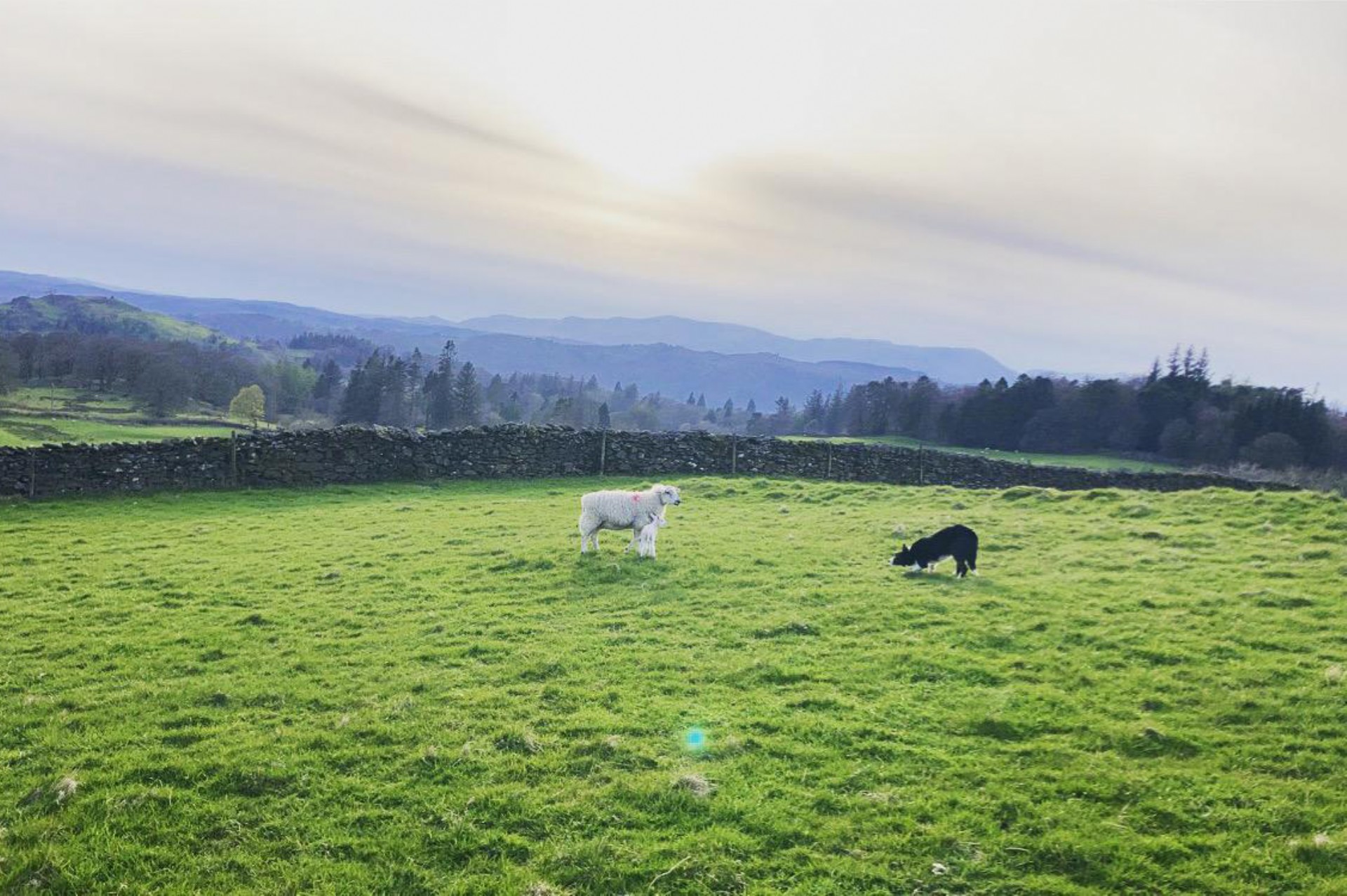 <p>Spring takes the crown on the farm for the busiest season, there is new life coming into the world everywhere we look.