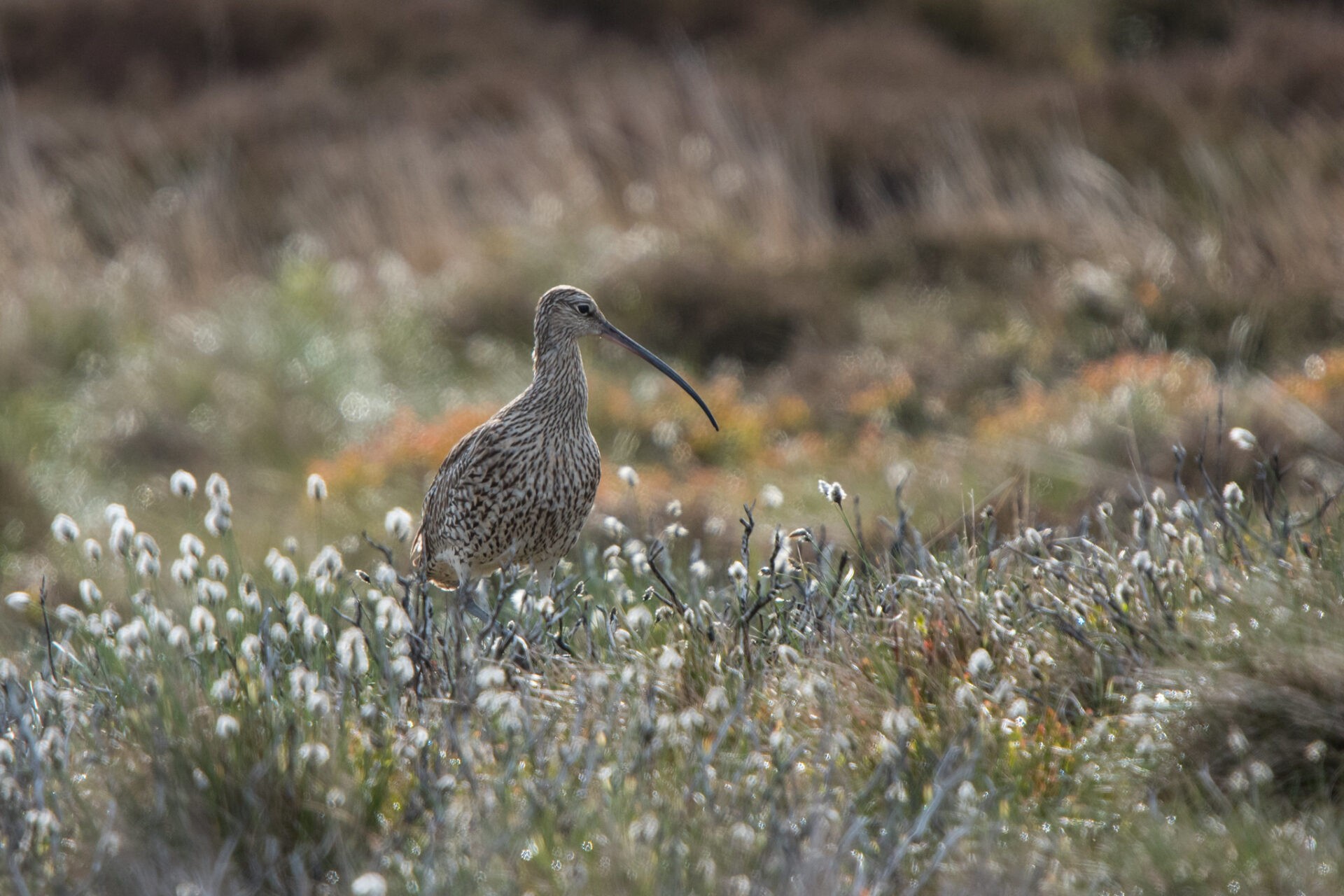<p>We're pleased to share our new series - Spotted On Matson Ground.