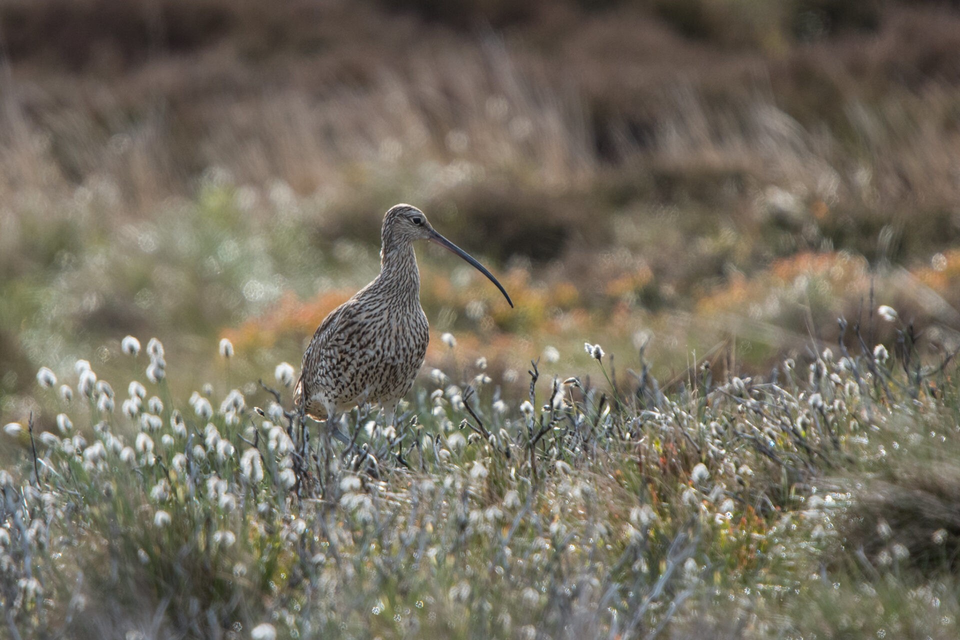 <p>We're pleased to share our new series Spotted On Matson Ground.