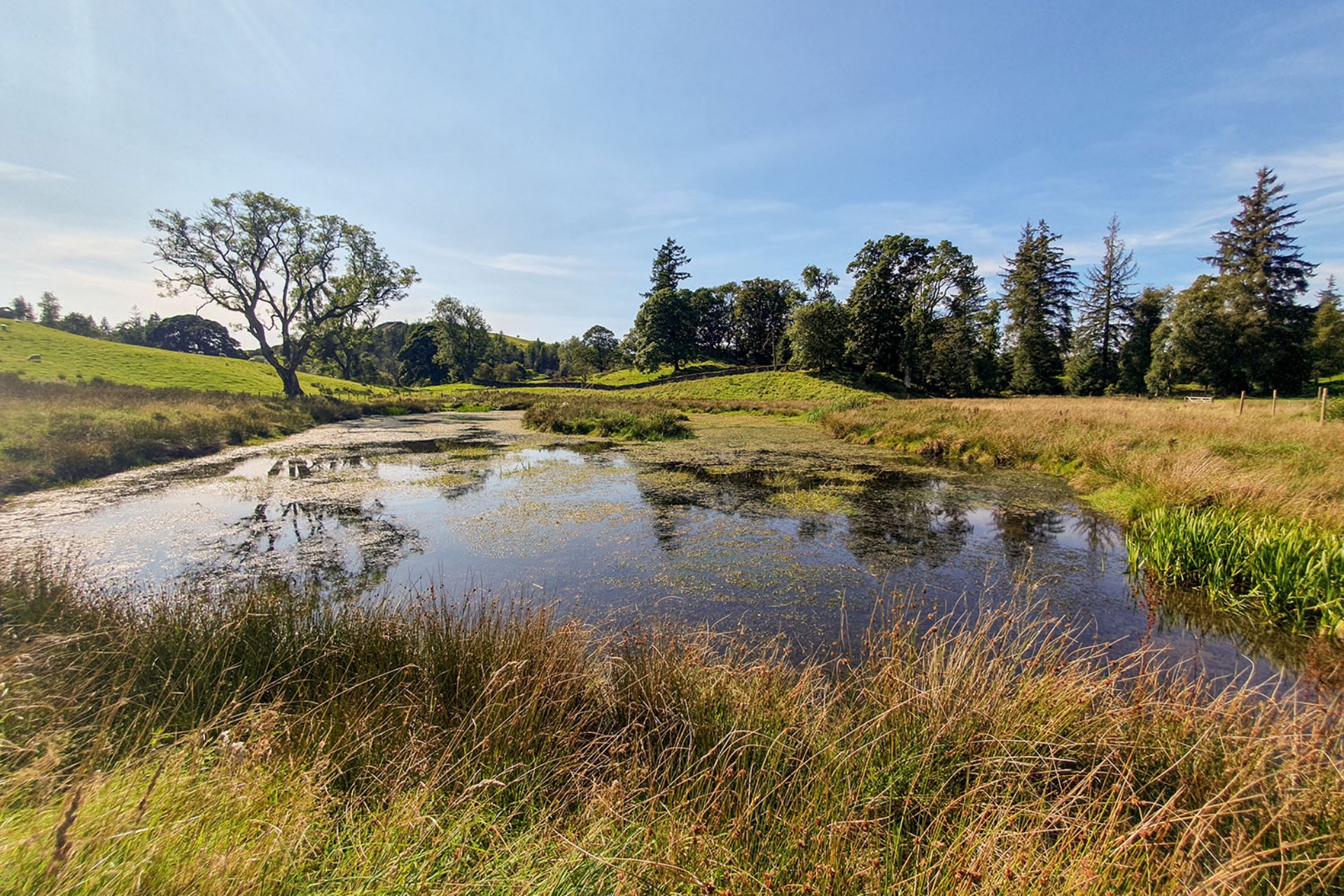 <p>Did you know that wetlands are one of the world's most biodiverse habitats? In fact, they provide homes for many species and larger wetlands, such as RSPB Leighton Moss, act as a vital stopover for millions of migratory birds in need of rest and to refuel.